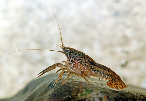 A closeup of a marbled crayfish is shown with description in the caption.